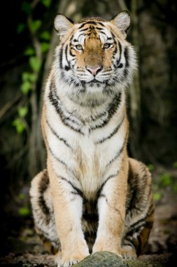 tiger portresi