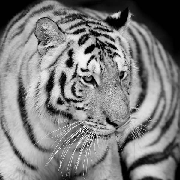 Πορτρέτο της τίγρης — Φωτογραφία Αρχείου