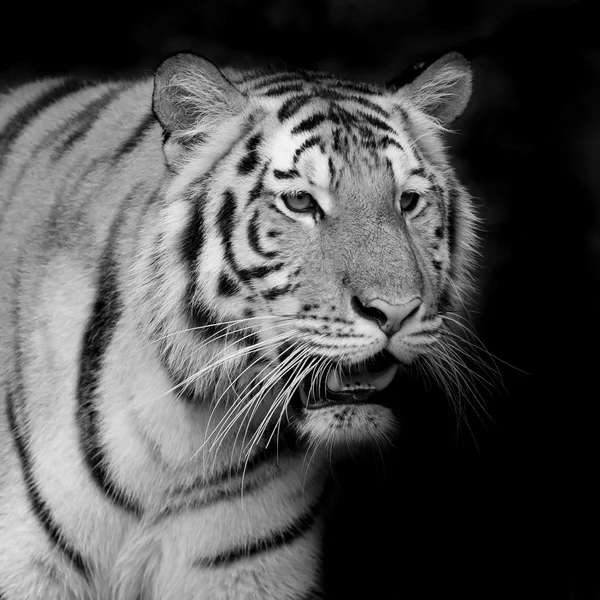 Retrato de tigre — Fotografia de Stock