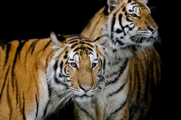 Deux tigres dans leur environnement naturel — Photo