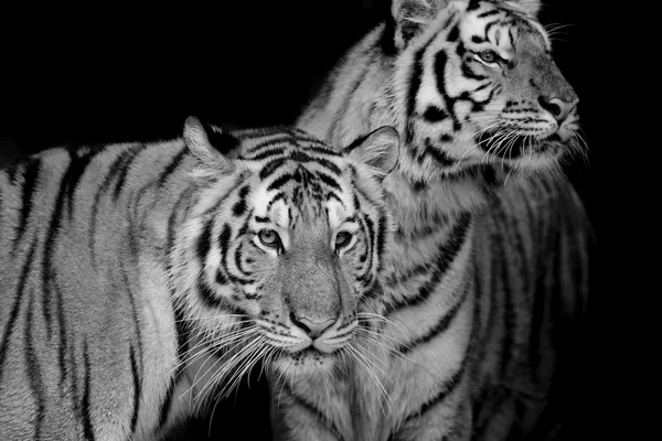 Preto & Branco de dois tigres — Fotografia de Stock