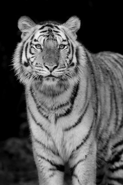 Portret van tijger — Stockfoto