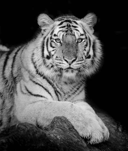 老虎的肖像 — 图库照片
