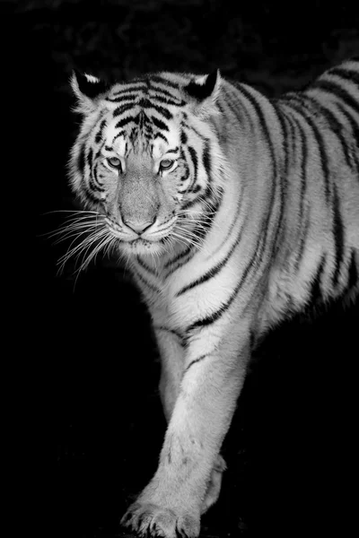 Tigris portré — Stock Fotó