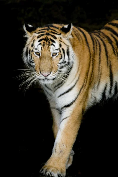 Portret van tijger — Stockfoto