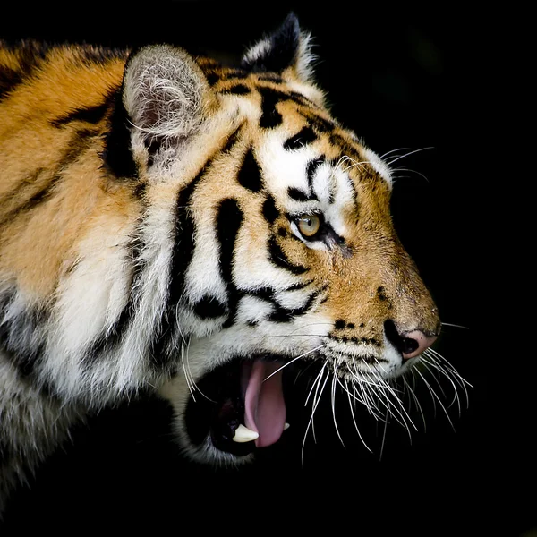 Porträt des Tigers — Stockfoto