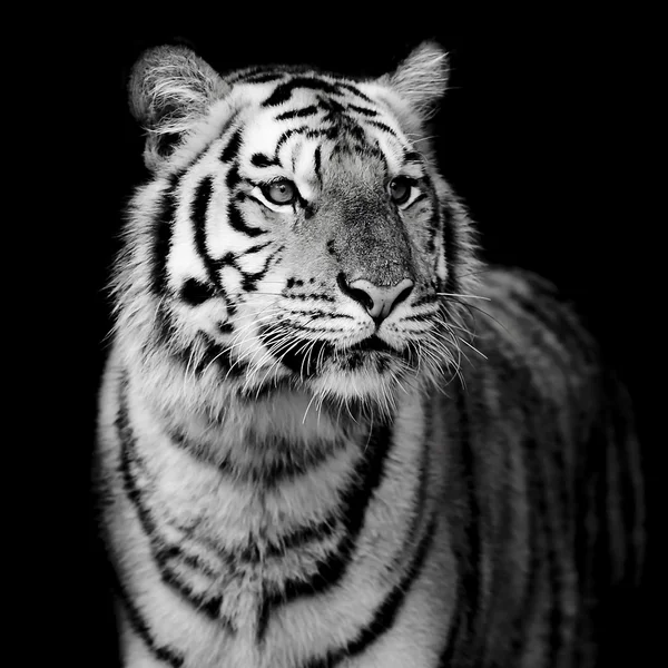 Porträtt av tiger — Stockfoto