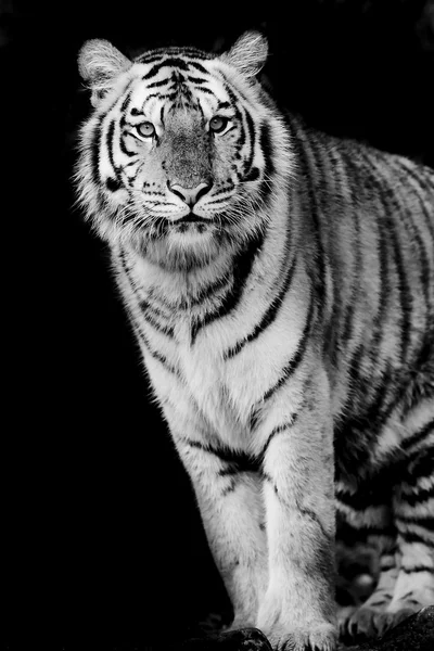 Portret tygrysa — Zdjęcie stockowe