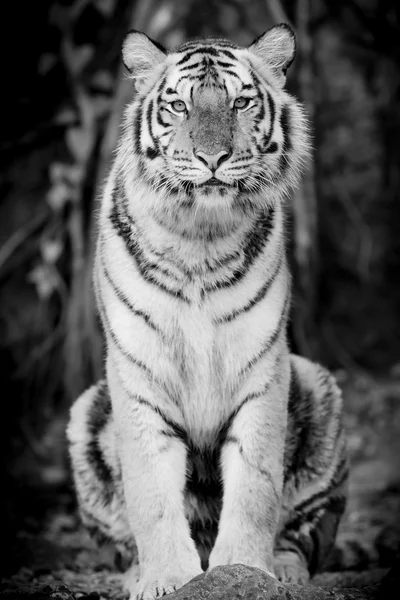 Чорний & білий тигр — стокове фото