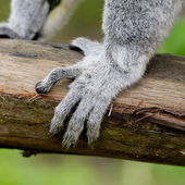Ringschwanzmaki (Lemur catta))