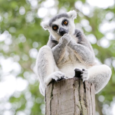 vahşi fundalıklardır (aka suricates), karoo, Güney Afrika