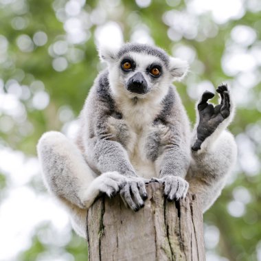 Halka kuyruklu lemur (Lemur catta)