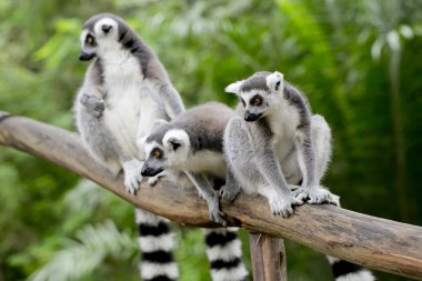 ring-tailed lemur (lemur catta) clipart