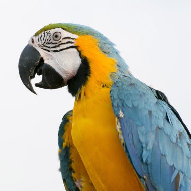 Mavi-sarı ara (Ara ararauna), mavi da bilinen- ve