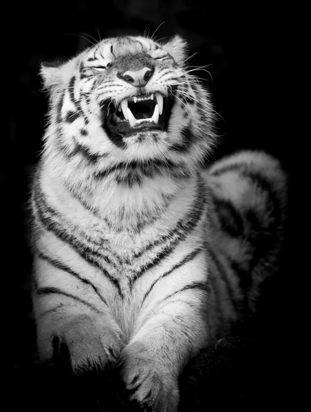 Svart & vit tiger — Stockfoto