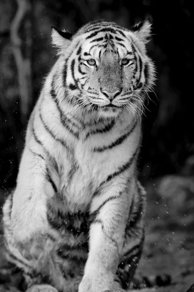 Zwarte & witte tijger — Stockfoto