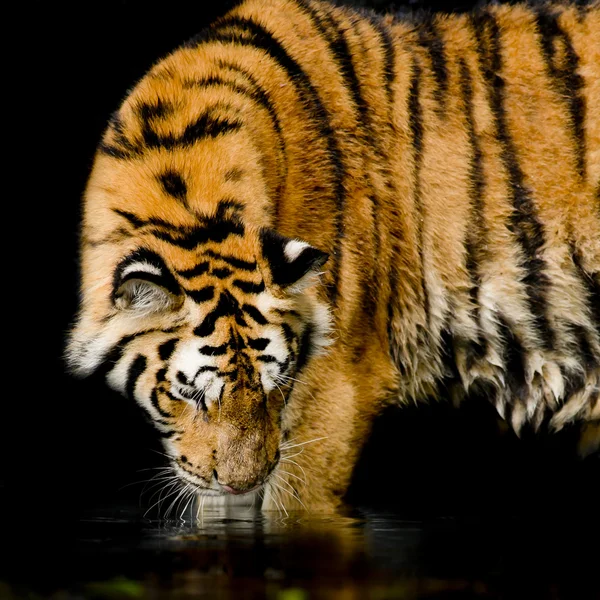 Portret van tijger — Stockfoto