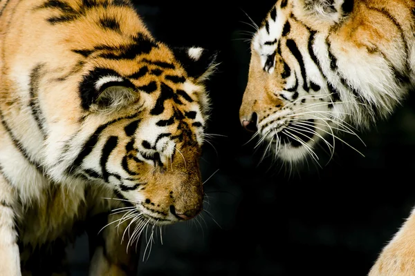 Dos tigres en su entorno natural — Foto de Stock