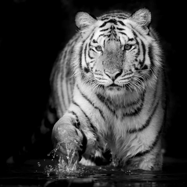 Tigre noir et blanc — Photo