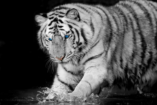 Vit tiger — Stockfoto