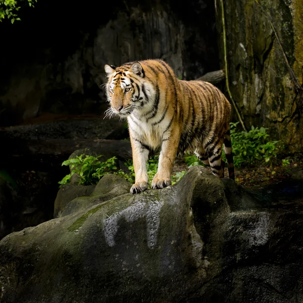 Porträtt av tiger — Stockfoto