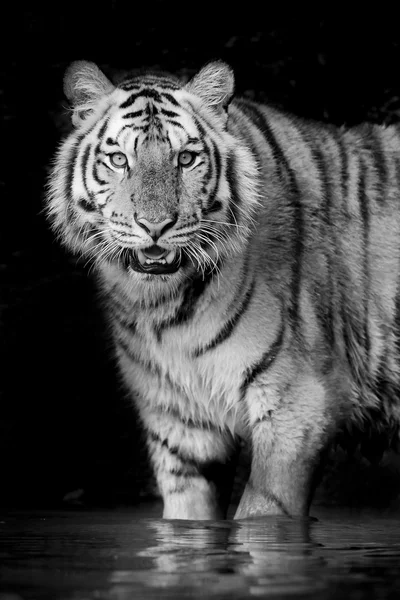 Portrait of Tiger — Stock Photo, Image