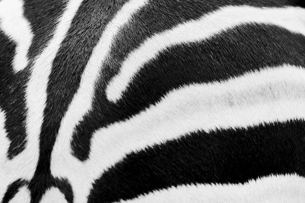 Animal print, zebra texture seamless background black and — Stock Photo, Image