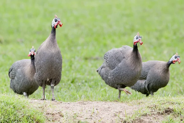 Turkey — Stock Photo, Image