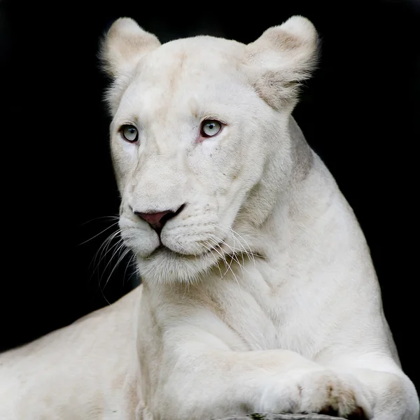 Közelkép a nőstény oroszlánról — Stock Fotó