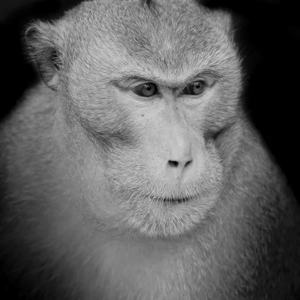 Retrato de macaco — Fotografia de Stock