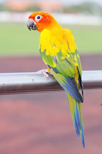 Blue-and-Yellow Macaw (Ara ararauna), tunnetaan myös nimellä Blue-and-Yellow Macaw — kuvapankkivalokuva