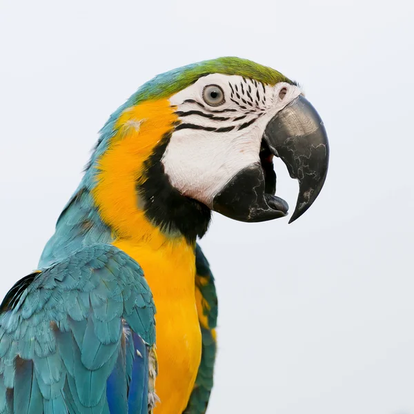 Blue-and-Yellow Macaw (Ara ararauna), tunnetaan myös nimellä Blue-and-Yellow Macaw — kuvapankkivalokuva