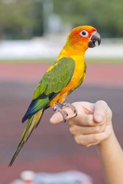 Guacamayo Azul y Amarillo (Ara ararauna), también conocido como el — Foto de Stock