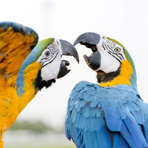 Ara azzurra e gialla (Ara ararauna), conosciuta anche come Blue-and — Foto Stock