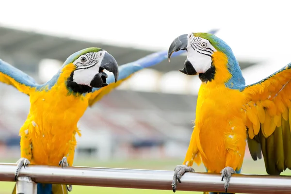 Ara azzurra e gialla (Ara ararauna), conosciuta anche come Blue-and — Foto Stock