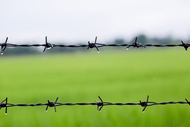 Dikenli tel ile yağmur sonra pirinç arka plan