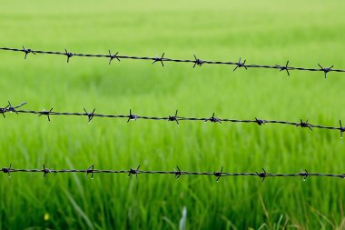 Dikenli tel ile yağmur sonra pirinç arka plan