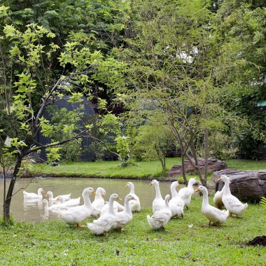 Bir sürü ördekler ve kazlar bir parkta