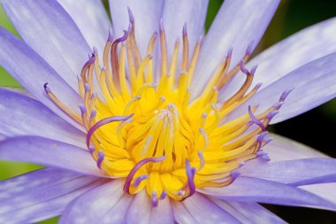 Renkli mor lotus
