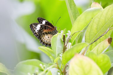 Bir çiçek, sürüsü çiçek besleme kelebek
