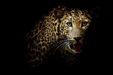 portre Leopard yoğun gözlerle yukarıya kapatmak