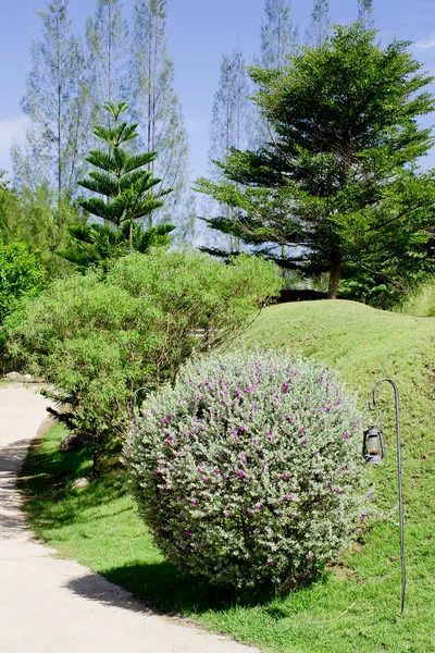 Garden bush — Stock Photo, Image