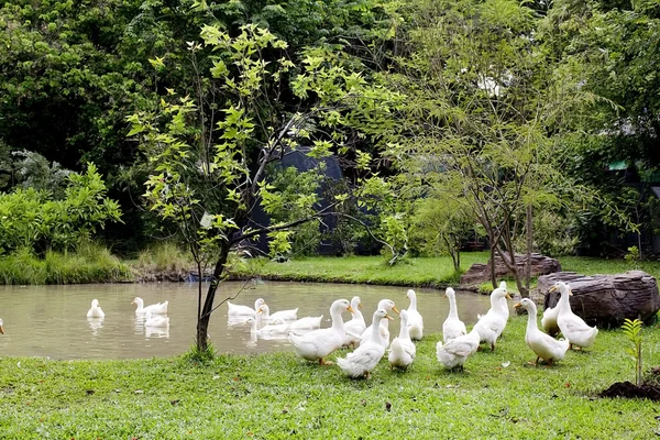 Um bando de patos e gansos num parque — Fotografia de Stock