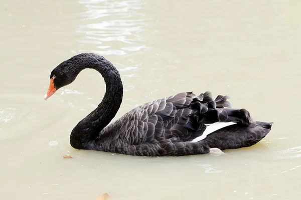 A black swan swimming on a pool of blue water. Cygnus — Stock Photo, Image