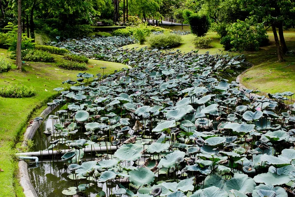 莲花和 waterlilly 花园 — 图库照片