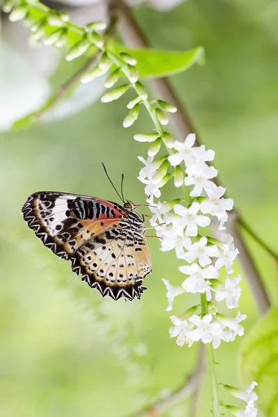 Butterfly feeding on a flowers, swarm flowers — Stock Photo, Image