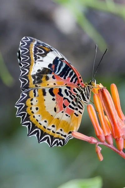 Butterfly feeding on a flowers, swarm flowers — Stock Photo, Image