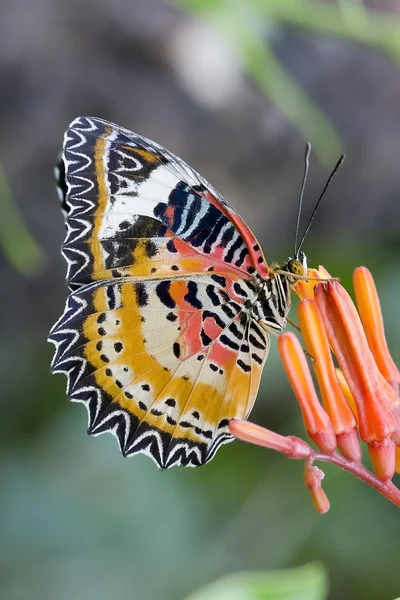 Butterfly livnär sig på en blommor, svärm blommor — Stockfoto