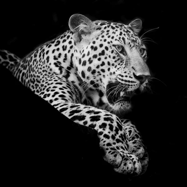 Leopar portre — Stok fotoğraf