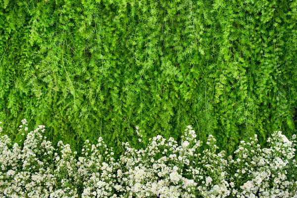 Green and white flowers arrangement background — Stock Photo, Image